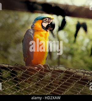 Schöner großer Papagei ARA in Nahaufnahme fotografiert Stockfoto