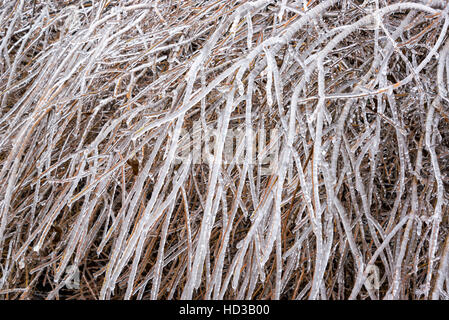 Zweigen bedeckt mit einer dicken Schicht aus Eis nach Wintersturm in der Nähe von Burrton, Kansas Stockfoto