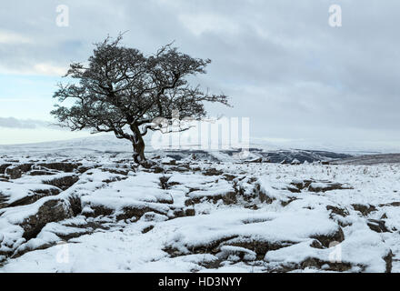 Blick auf ein Weißdorn Baum wächst unter Kalkstein Pflaster bei Winskill in der Nähe von Langcliffe in der Yorkshire Dales National Park, UK Stockfoto