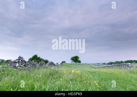 Ein einsamer Baum steht am Ende der Yorkshire Dales Heu Wiese in der Nähe von Hebden, Grassington, England, UK Stockfoto