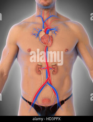 Menschlichen thorakalen Aorta Stockfoto