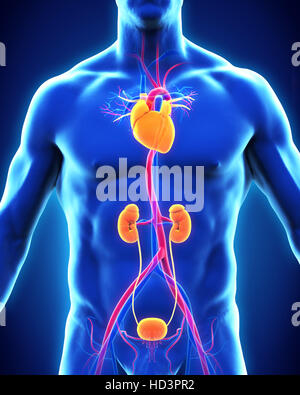 Menschlichen thorakalen Aorta Stockfoto