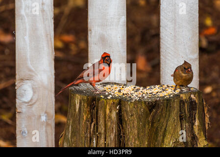 Nördlichen Kardinäle (Cardinalis Cardinalis) sitzt auf einem Baumstumpf. Stockfoto