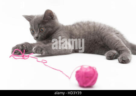 Graues Kätzchen spielt mit rosa Clew isoliert. Stockfoto