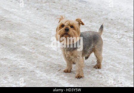 Niedlichen Norfolk Terrier stehend auf einer verschneiten Straße Stockfoto