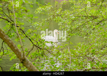 Einen einzigen weißen Schwan auf einem See Stockfoto