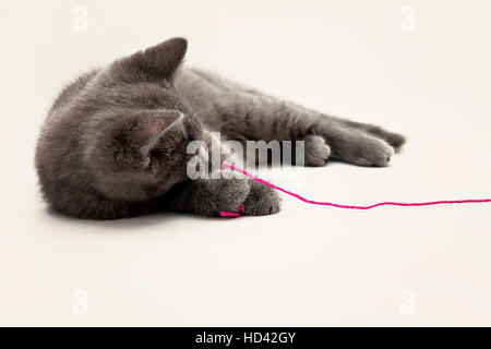 Graues Kätzchen spielt mit rosa Clew isoliert. Stockfoto