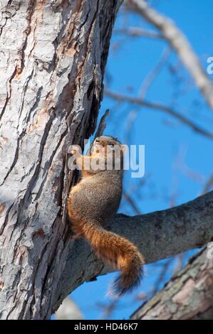 Fuchs, Eichhörnchen Kletterbaum Stockfoto