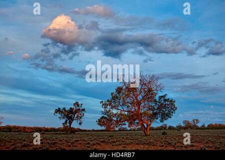 Letzten Lichtstrahlen fallen auf Bäumen in semi-ariden australischen outback Land Stockfoto