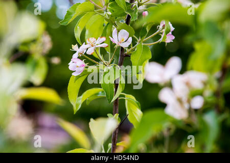 Apfelblüte im Frühjahr in natürlichem Licht Stockfoto