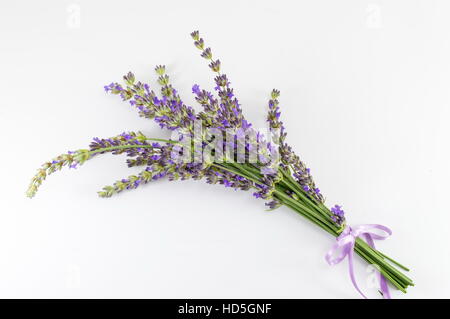 Lavendel-Blumenstrauß-Filialen auf weißem Hintergrund Stockfoto