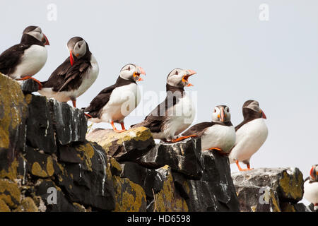 Papageitaucher (Fratercula Arctica), Gruppe auf Felsen, Grundnahrungsmittel Insel, Farne Islands, Northumberland, England, Vereinigtes Königreich Stockfoto