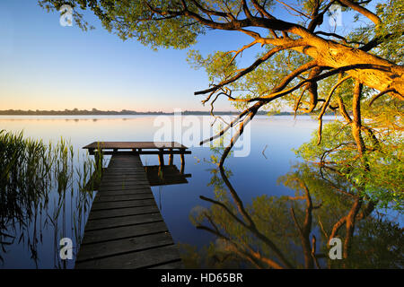 Kleine hölzerne Pier gehen hinaus in das Wasser mit außergewöhnlichen Baum im Morgenlicht, See Schaalsee, Mecklenburg-Vorpommern Stockfoto