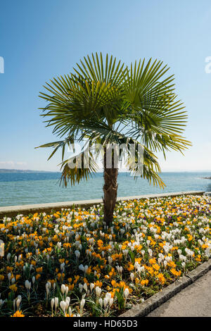 Blühende Krokusse im Blumenbeet mit Palmen, Frühling, Blumeninsel, Insel Mainau, Bodensee, Constance Stockfoto