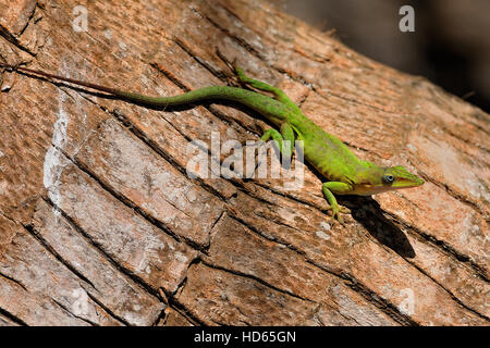 Grüne Anole (Anolis Carolinensis) auf Baumstamm, Insel Half Moon Caye, Belize Stockfoto