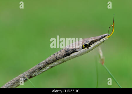 Mexikanische Rebe Schlange (Oxybelis aeneus), stechen seine Zunge, Corozal Bezirk, Belize Stockfoto