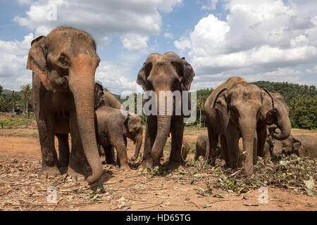 Asiatische Elefanten (Elephas Maximus), Pinnawala Elephant Orphanage, Pinnawala, Central Province, Sri Lanka Stockfoto