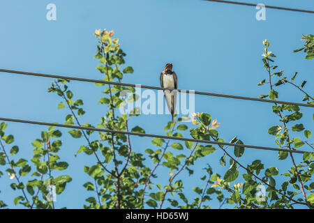 Schlucken Sie auf elektrischen Leitungen.  Dieses Foto wurde in einem Park in der Nähe von Kiew. Stockfoto