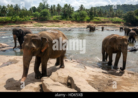 Asiatische oder asiatische Elefanten (Elephas Maximus), Baden in Maha Oya Fluss, Pinnawala Elefanten Waisenhaus, Pinnawala Stockfoto