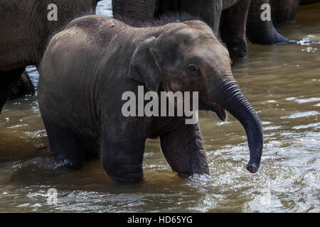 Asiatischer Elefant (Elephas Maximus), juvenile in Maha Oya Fluss, Pinnawala Elephant Orphanage, Central Province, Sri Lanka Stockfoto