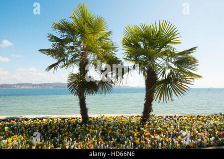 Blühende Krokusse im Blumenbeet mit Palmen, Frühling, Blumeninsel, Insel Mainau, Bodensee, Constance Stockfoto