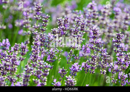 Lavendel (Lavandula Angustifolia), Blüten Stockfoto