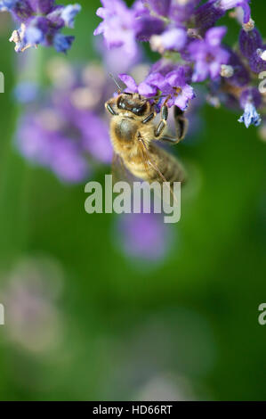 Biene (Apis) auf Blüte Lavendel (Lavandula Angustifolia) Stockfoto