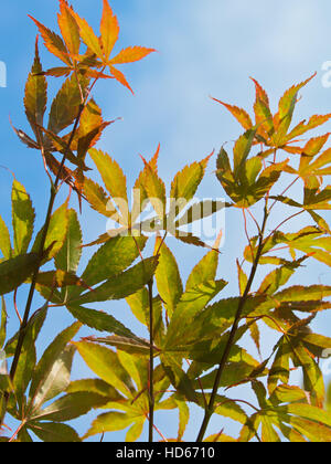 Japanischer Ahorn (Acer Palmatum Dissectum) Stockfoto