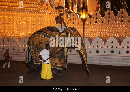 Geschmückten Elefanten, buddhistische Festival Esala Perahera, vor Sri Dalada Maligawa oder Tempel der Zahntempel Kandy Stockfoto