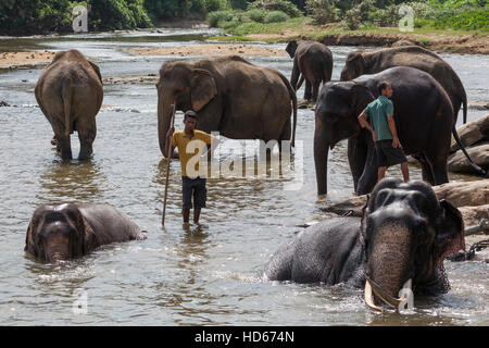 Asiatische oder asiatische Elefanten (Elephas Maximus), Herde in Maha Oya Fluss, Halter oder Mahouts in der Nähe Baden Stockfoto