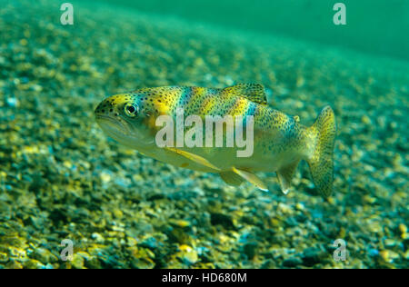 Regenbogenforelle (Oncorhynchus Mykiss), Lunz am See, Niederösterreich, Österreich, Europa Stockfoto