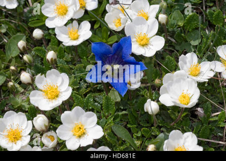 Mountain Avens oder White Dryade (Dryas Octopetala) mit einem Enzian (Gentiana) Stockfoto