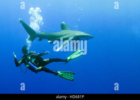 Taucher mit ozeanischen Weißspitzen Hai (Carcharhinus Longimanus), Rotes Meer, Ägypten, Afrika Stockfoto