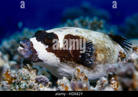 Maskiert Kugelfisch (Arothron Diadematus), Rotes Meer, Ägypten, Afrika Stockfoto