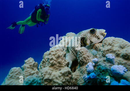 Taucher, die Beobachtung einer weiß gefleckten Kugelfisch (Arothron Hispidus) auf einer Koralle, Rotes Meer, Ägypten, Afrika Stockfoto