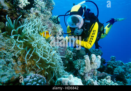 Taucher beobachten ein Rotes Meer Clownfische, oder zwei-banded Clownfische oder Anemonenfische (Amphiprion Bicinctus) in seiner Anemone Stockfoto