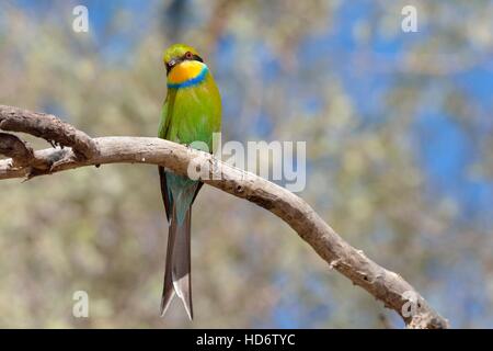 Zinnenkranz Bienenfresser (Merops Hirundineus), thront auf Ast, Kgalagadi Transfrontier Park, Northern Cape, Südafrika, Afrika Stockfoto