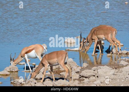 Vier schwarz-faced Impalas (Aepyceros Melampus Petersi) und einen Springbock (Antidorcas Marsupialis), trinken, Etosha N.P, Namibia Stockfoto