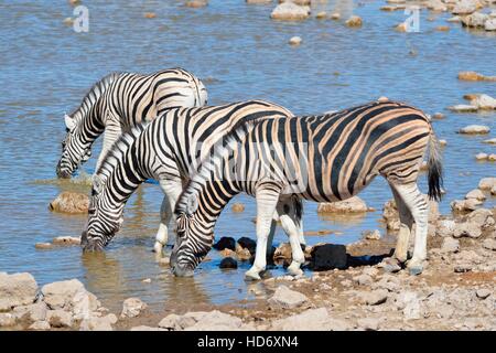 Burchell Zebras (Equus Quagga Burchellii), trinken in ein Wasserloch, Etosha Nationalpark, Namibia, Afrika Stockfoto