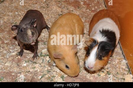 Kleine Meerschweinchen in Erwartung der Köstlichkeiten Stockfoto