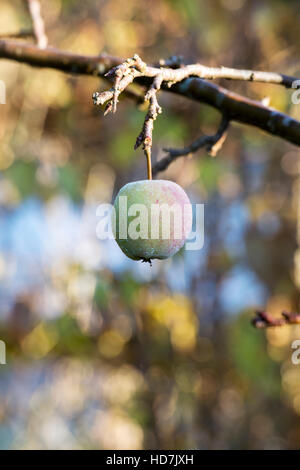 Malus Domestica. Minarette Apple Falstaff an einem Baum im frost Stockfoto