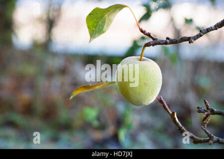 Malus Domestica. Minarette Apple Falstaff an einem Baum im frost Stockfoto