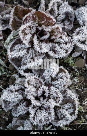 Wintersalat Pflanzen bedeckt in Frost. Schottland Stockfoto