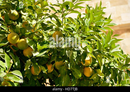 Reife Orangen auf einem Baum an einem sonnigen Tag Stockfoto