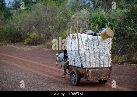 BURKINA FASO, Dorf Soumousso, Baumwollernte, transport von Kindern geernteten Baumwolle mit Eselskarren in ihr Dorf / Baumwolle Ernte, Kinder Transportieren Baumwolle Mit Einem Eselkarren Vom Feld in Ihr Dorf Stockfoto