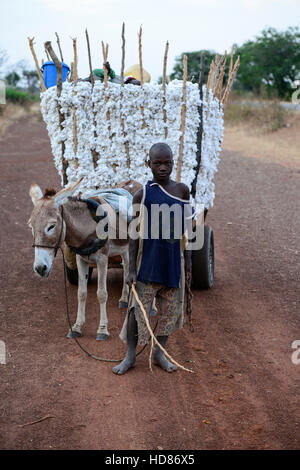 BURKINA FASO, Dorf Soumousso, Baumwollernte, transport von Kindern geernteten Baumwolle mit Eselskarren in ihr Dorf / Baumwolle Ernte, Kinder Transportieren Baumwolle Mit Einem Eselkarren Vom Feld in Ihr Dorf Stockfoto