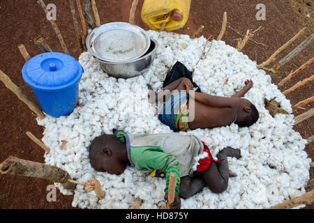 BURKINA FASO, Dorf Soumousso, Baumwollernte, transport von Kindern geernteten Baumwolle mit Eselskarren in ihr Dorf, erschöpften Kinder schlafen im Baumwollfaser / Baumwolle Ernte, Kinder Transportieren Baumwolle Mit Einem Eselkarren Vom Feld in Ihr Dorf, Erschoepfte Kleinkinder Alpenzimmern in der Baumwolle Stockfoto