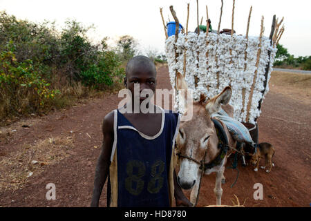 BURKINA FASO, Dorf Soumousso, Baumwollernte, transport von Kindern geernteten Baumwolle mit Eselskarren in ihr Dorf / Baumwolle Ernte, Kinder Transportieren Baumwolle Mit Einem Eselkarren Vom Feld in Ihr Dorf Stockfoto