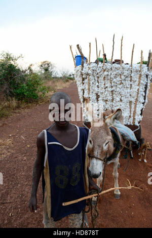 BURKINA FASO, Dorf Soumousso, Baumwollernte, transport von Kindern geernteten Baumwolle mit Eselskarren in ihr Dorf / Baumwolle Ernte, Kinder Transportieren Baumwolle Mit Einem Eselkarren Vom Feld in Ihr Dorf Stockfoto