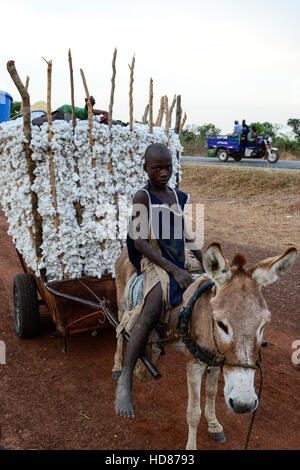 BURKINA FASO, Dorf Soumousso, Baumwollernte, transport von Kindern geernteten Baumwolle mit Eselskarren in ihr Dorf auf der Straße chinesische Dreirad Apsonic / Baumwolle Ernte, Kinder Transportieren Baumwolle Mit Einem Eselkarren Vom Feld in Ihr Dorf, Hintergrund China Lastendreirad Apsonic Stockfoto